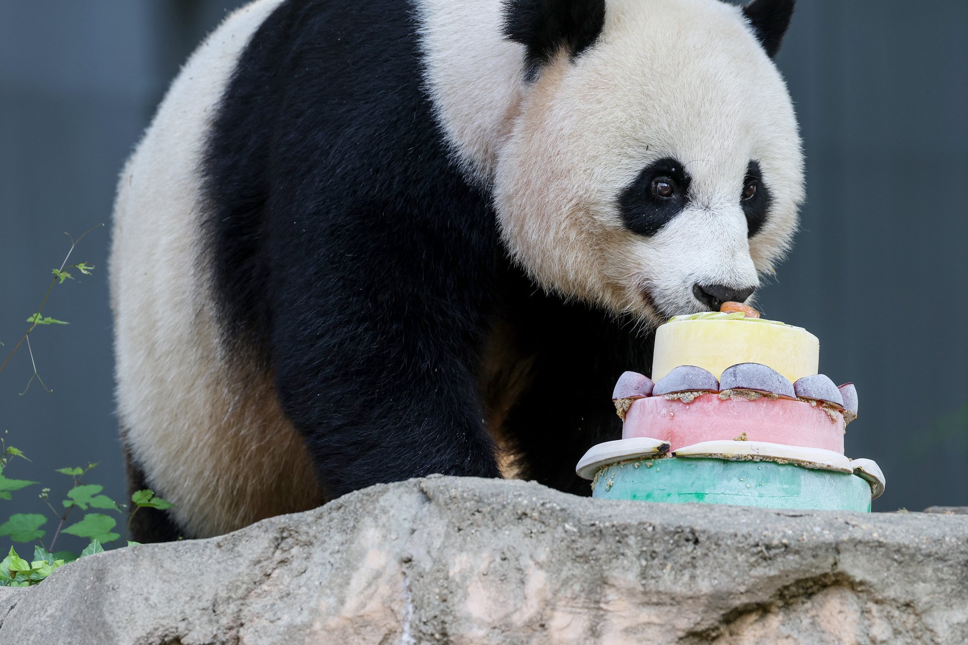 Панда на рожден ден 