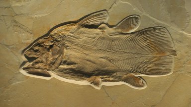 Едно от първите животни, излезли на сушата, се върнало бързо във водата