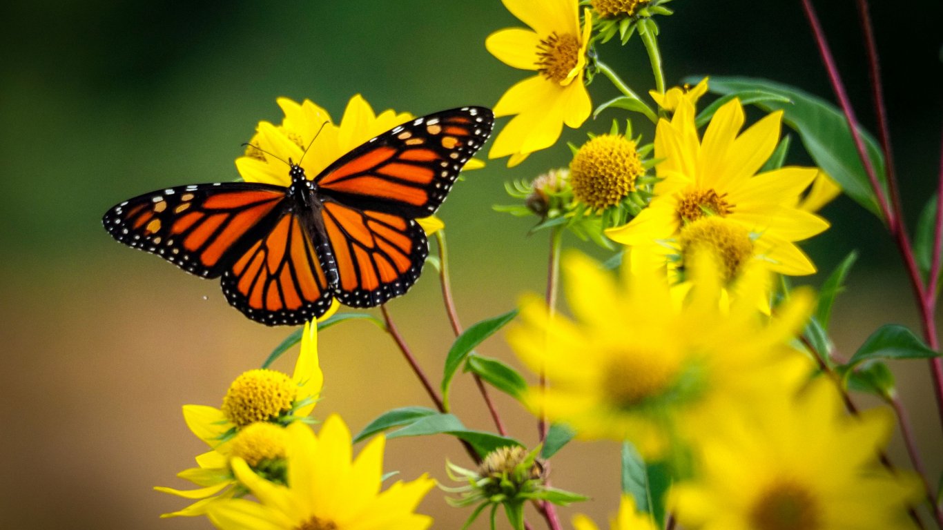 Пеперудите в Обединеното кралство изчезват от почти половината от местата, където някога са летели