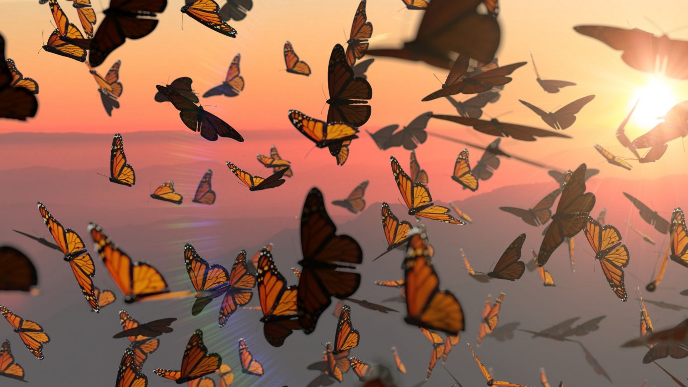 Популацията на западните пеперуди монарх в Калифорния се възстановява