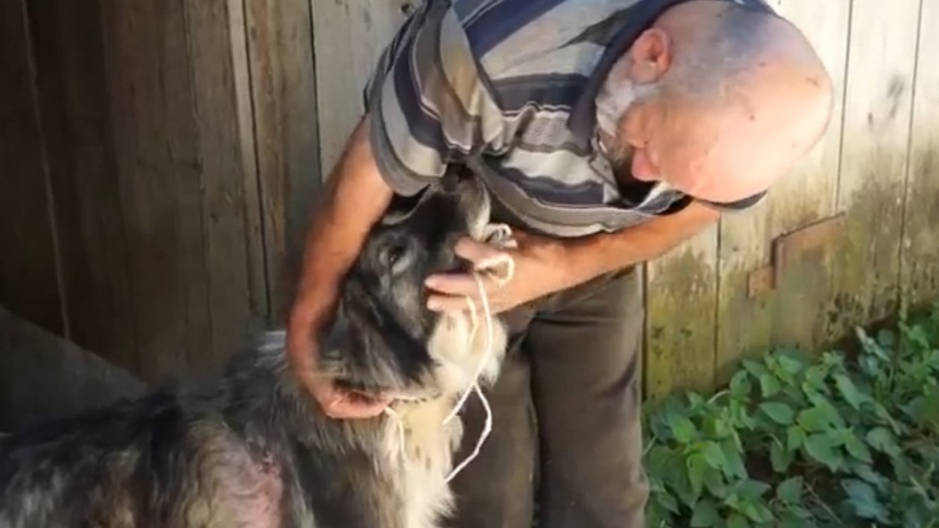 Овчарско куче оживя по чудо след жестока битка с мечка в смолянско село