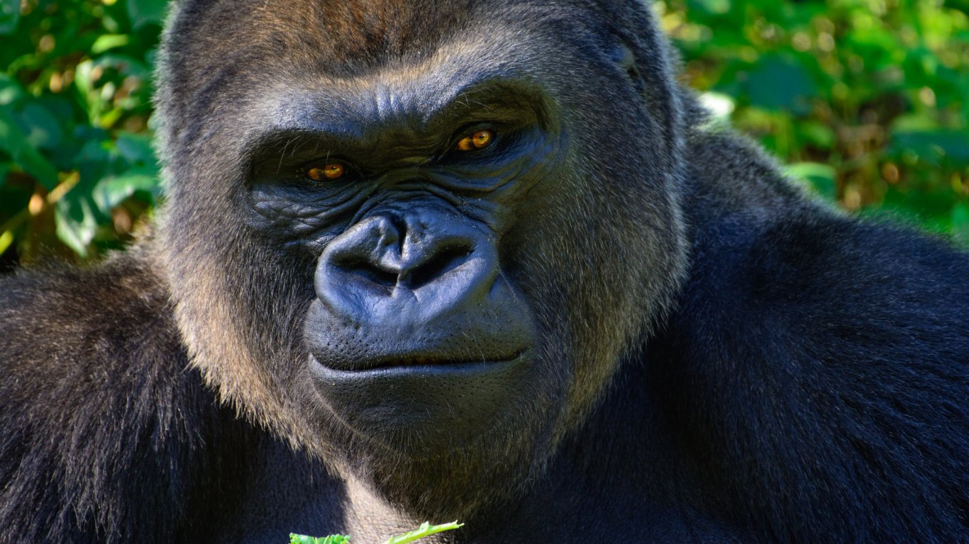 Последните оцелели планински горили - застрашени от сондажи за добив на нефт и газ