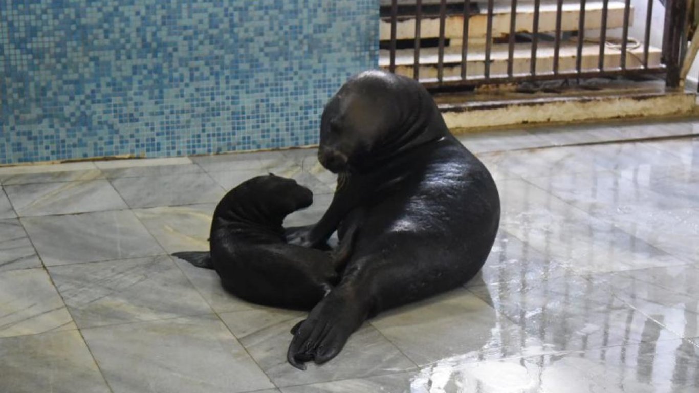 Тюленче се роди във Варненския делфинариум (снимки)