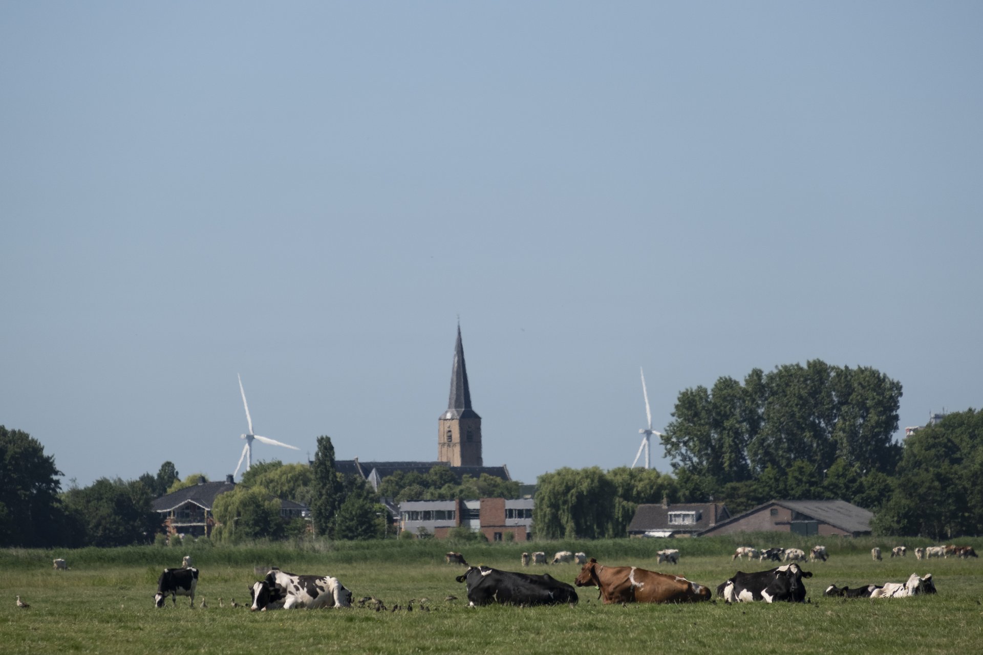 Крави пасат недалеч от Ротердам