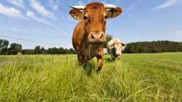 Пастир загина след нападение от бик в стопански двор край Борован