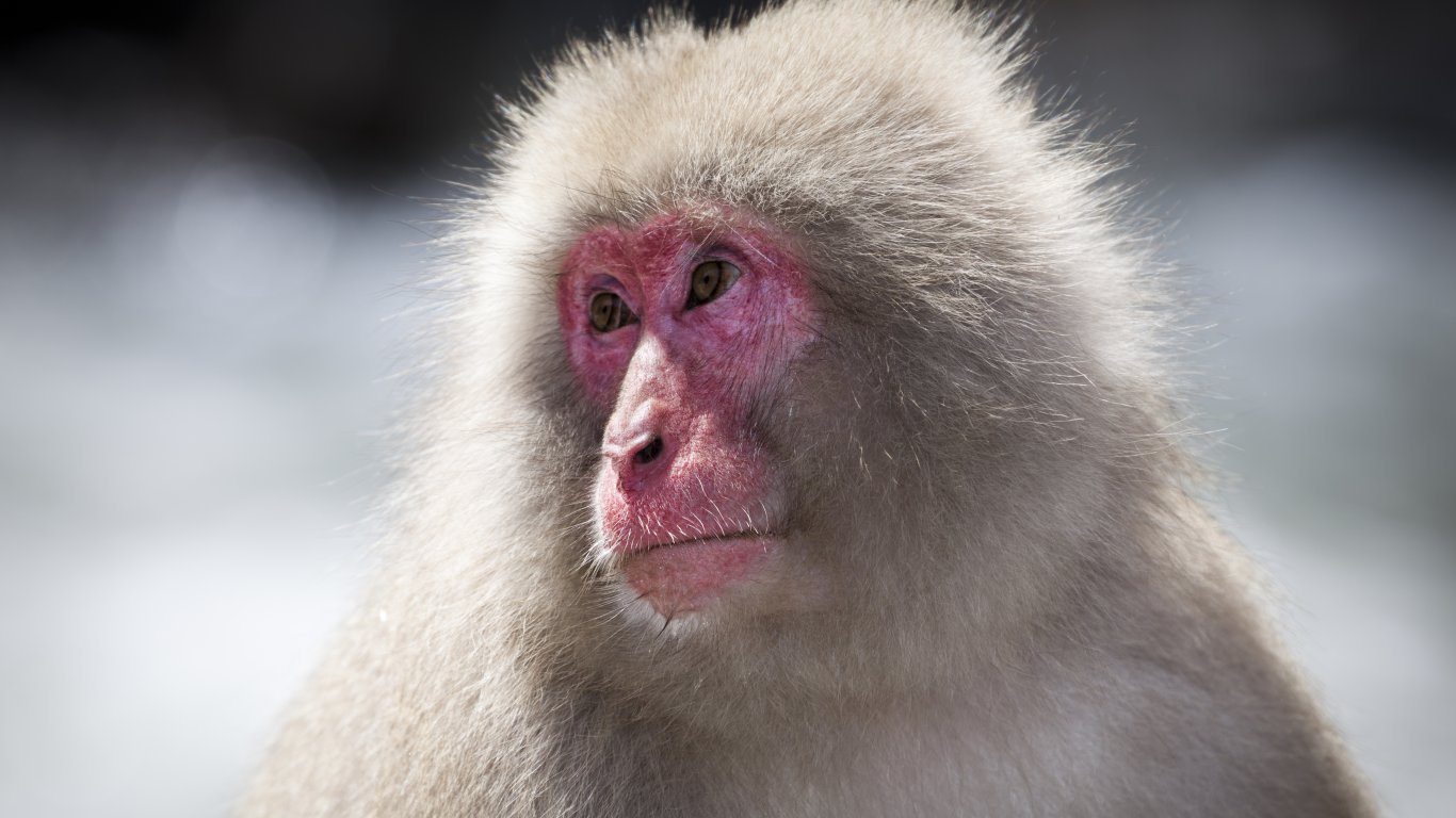 Китай планира да размножава маймуни в космоса