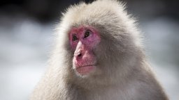 Заловиха и ликвидираха член на маймунска "шайка" след серия нападения срещу хора в Япония