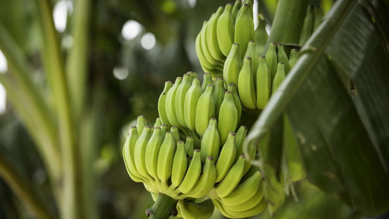 Русия спира вноса на банани от Еквадор заради военна помощ за Украйна