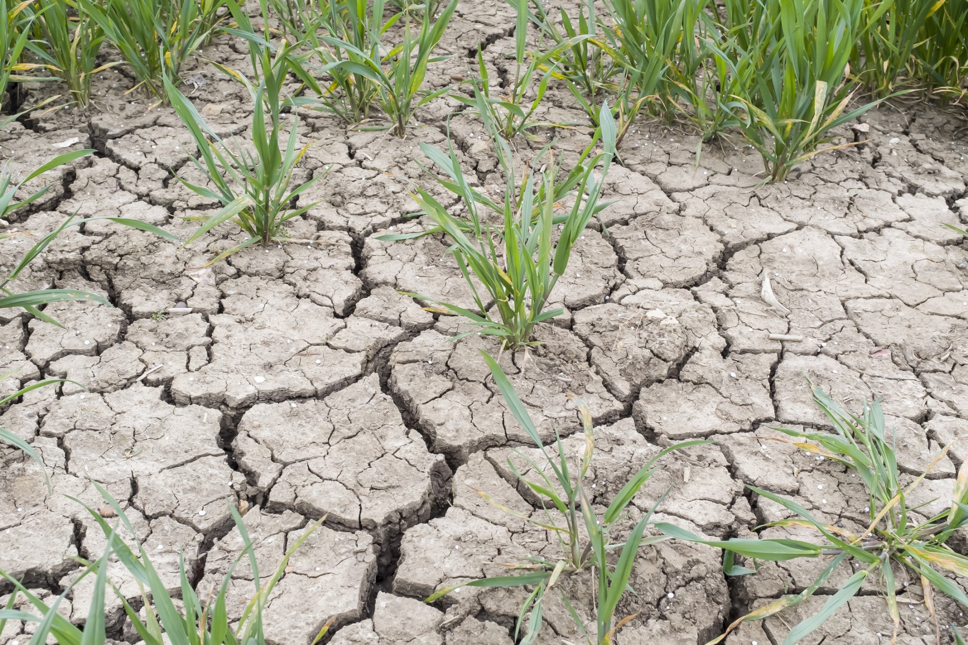 Най-сухият юли в историята застрашава реколтата в Европа