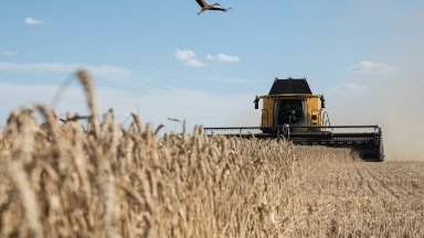 Китай: Заради проливни дъждове силно е паднало качеството на реколтата от пшеница