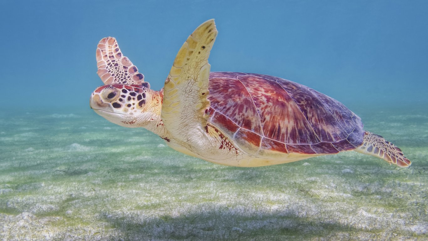 Заради жегите във Флорида се раждат предимно женски костенурки