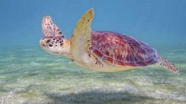 Заради жегите във Флорида се раждат предимно женски костенурки
