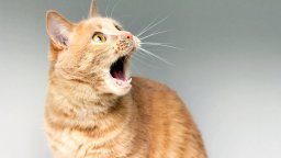 Котка излезе на сцената на драматичния финал в "Ромео и Жулиета" и предизвика смях в залата (видео)