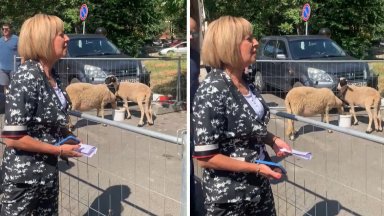 Мая Манолова докара овце на столична бензиностанция, за да каже: "хората не са стадо" 