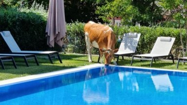 Крави пият вода от басейни на хотелите в Слънчев бряг
