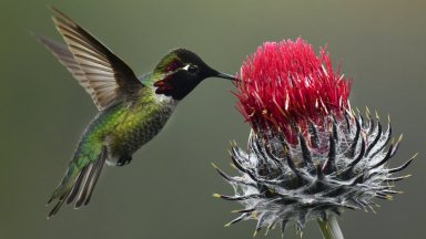 Смятан за изчезнал вид колибри е забелязан в Колумбия