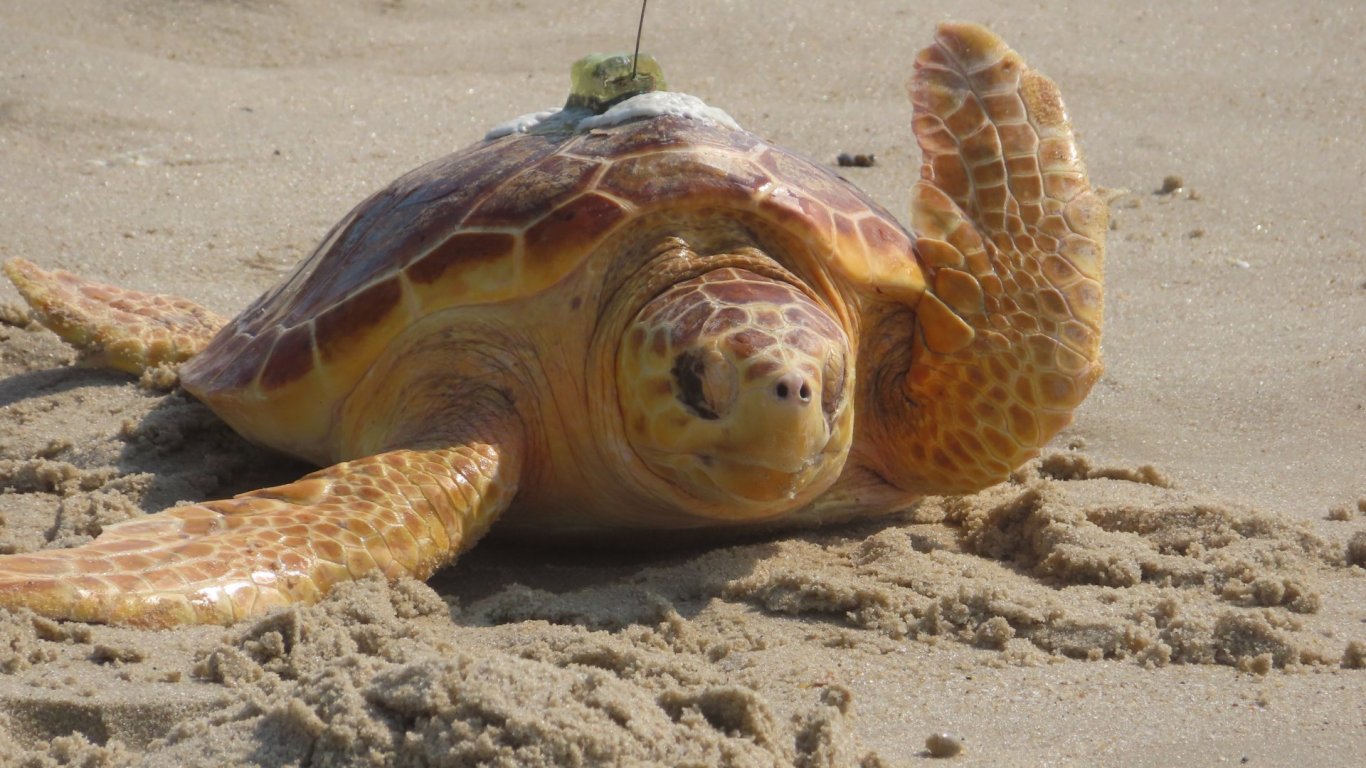 Гнездо на морски костенурки е открито на плаж в Мисисипи за пръв път от 2018 г.