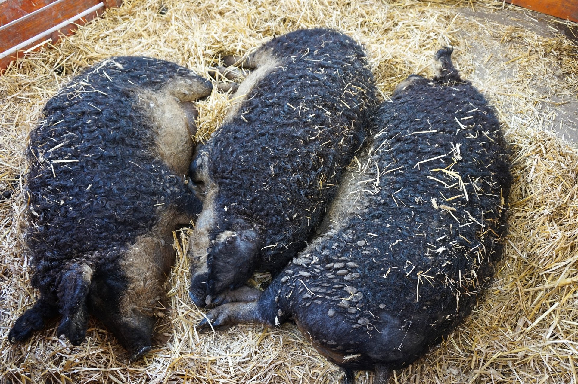 Отшелникът отглежда три прасета: Дебелия Тони, Брунхилда Демагог и Мерилин Монро