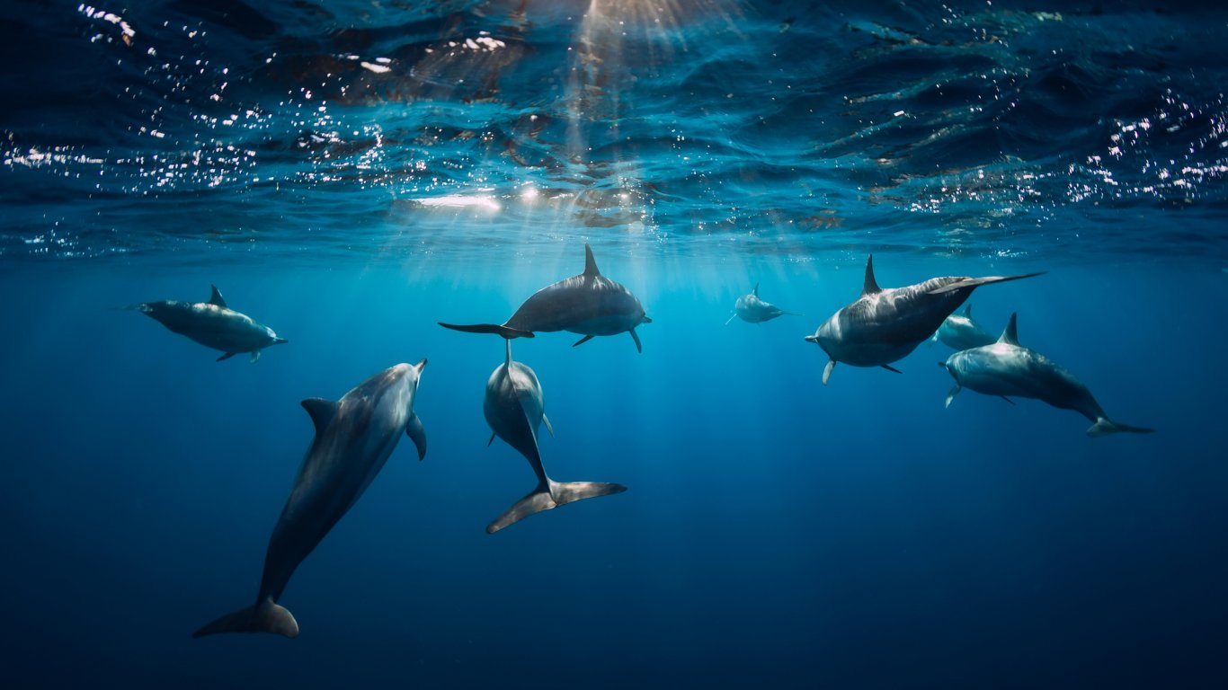 Спасителни екипи се опитват да освободят 8 делфина в Окланд