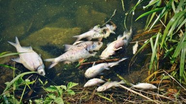Масов мор на риба в река Одер, откриха живак във водите й 