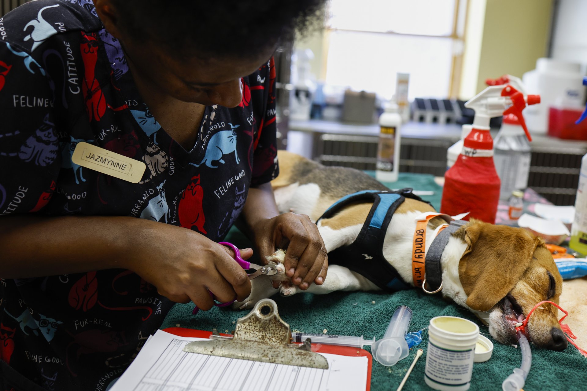 Снимка:Джазмин, ветеринарен техник, подрязва ноктите на упоено гонче, което наскоро бе спасено и стерилизирано в болницата за животни Paw Prints на 8 август 2022 г. в Уолдорф, Мериленд.