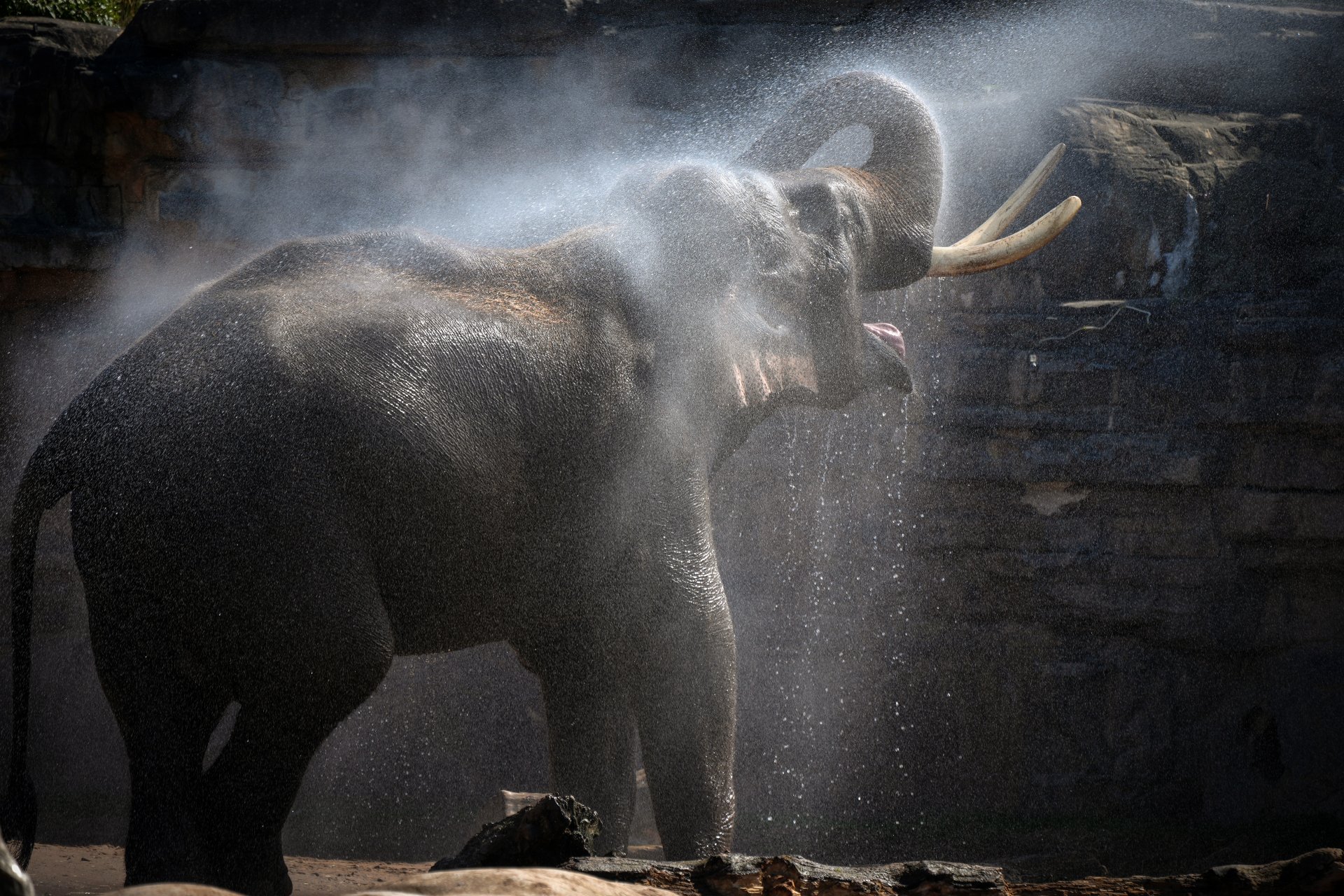 Слонът Аунг-Бо