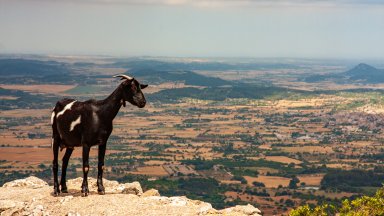 Апетитът на козите и овцете - в помощ на борбата с горските пожари в Испания