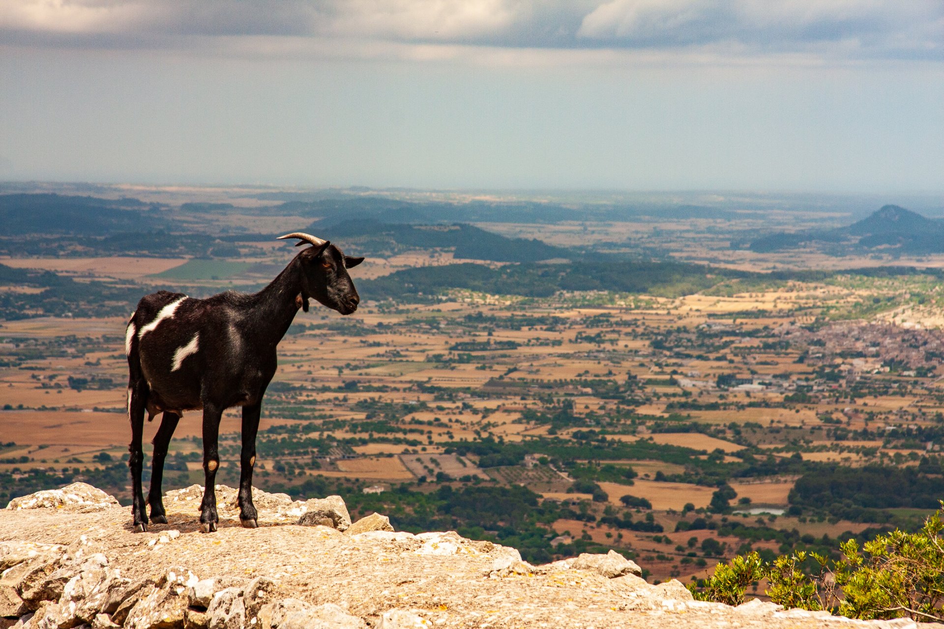 Апетитът на козите и овцете - в помощ на борбата с горските пожари в Испания