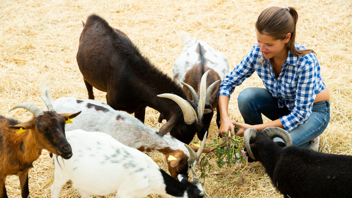 Градът, в който козите имат кметство, полицейско управление, и дори валута (видео)