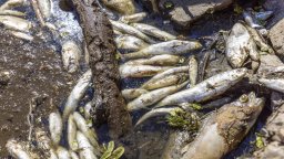 Златни водорасли довели до масовия мор на риба в Одер (снимки)