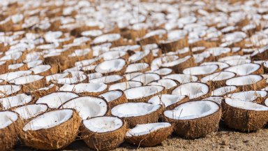 Внасяме кокосово брашно от Индонезия, ставаме търговски хъб за Балканите