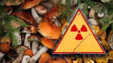 В Бавария все още растат радиоактивни гъби, десетилетия след Чернобил
