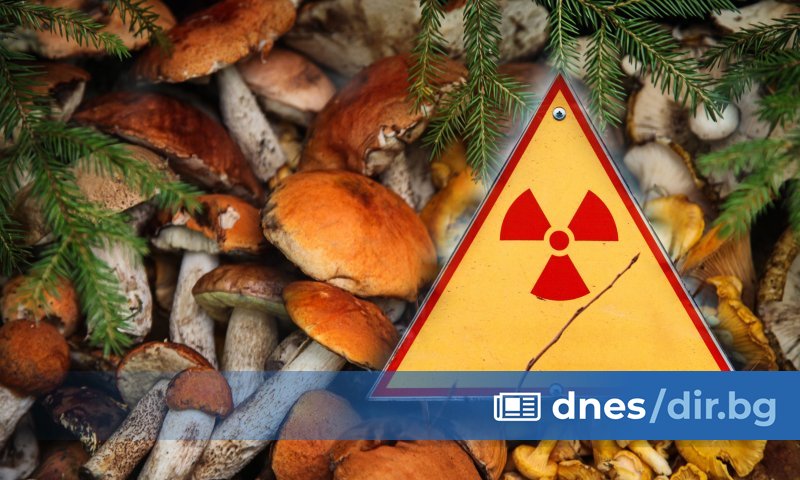 В Южна Германия все още има диворастящи гъби, замърсени с