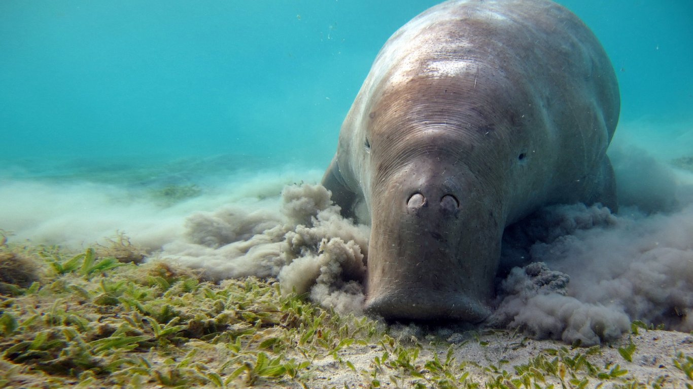 Дюгонът е функционално изчезнал в китайски води