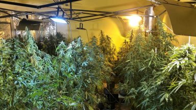 Служителина ГДБОП задържаха трима души в Русе за отглеждане съхранявали