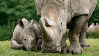 За 3 години: 2707 носорози са убити от бракониери