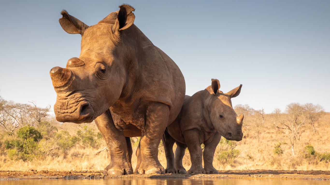 Най-големият резерват за носорози в света се продава на търг тази седмица