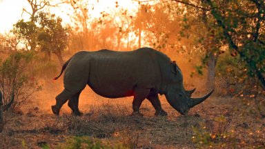 Роговете на носорозите са се смалили през последното столетие, установи проучване