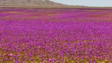 Цъфтящата пустиня в Чили може отново да се покрие с цветя 