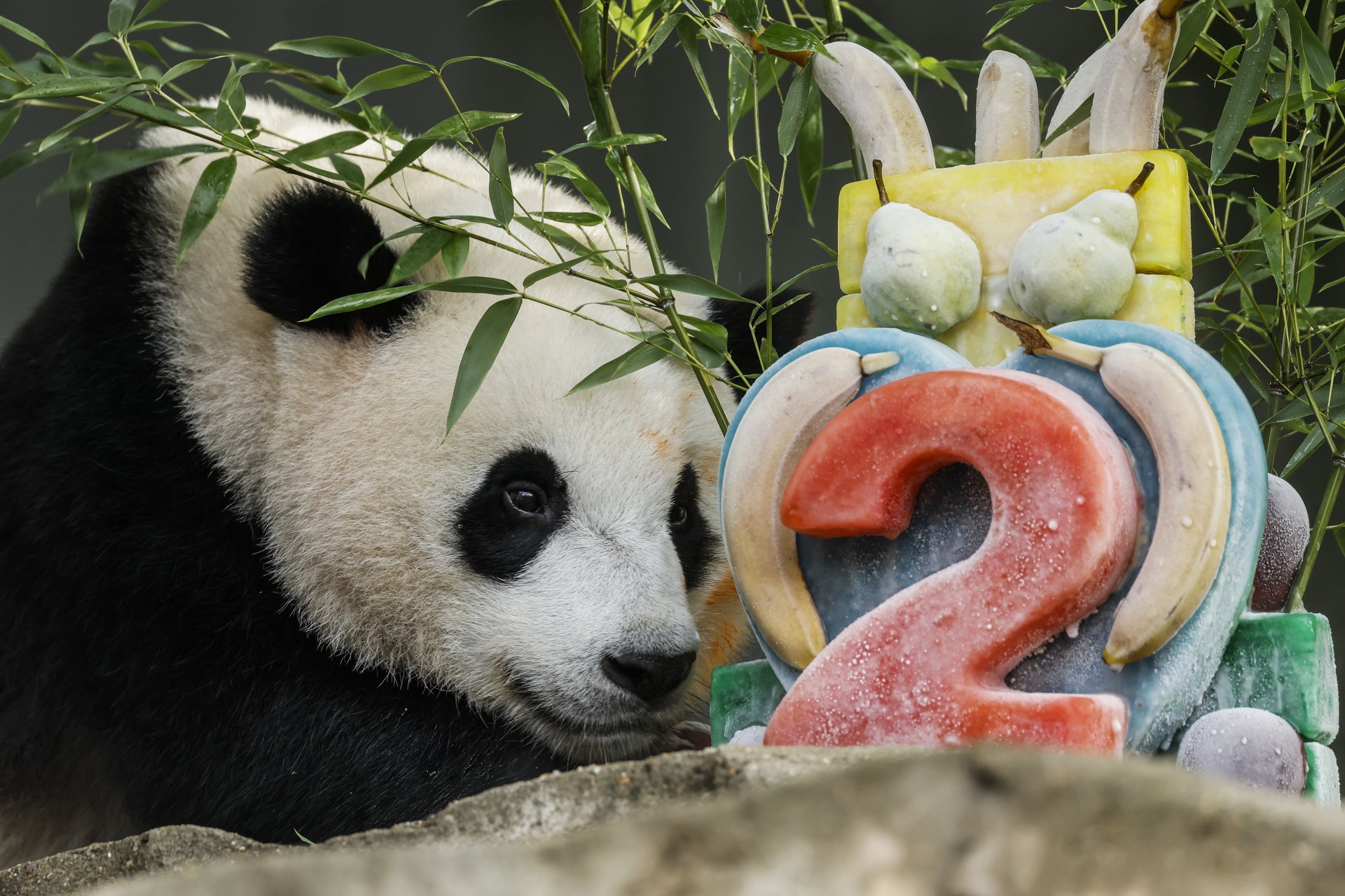 Мъжката гигантска панда Xiao Qi Ji яде ледена торта за втория си рожден ден в националния зоопарк Smithsonian. 