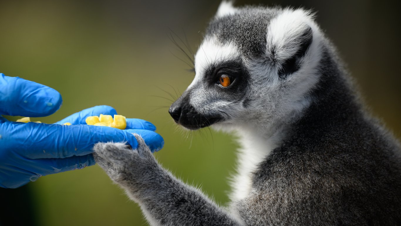 Клетки на лемур могат да помогнат за лечение на мускулни заболявания при хората