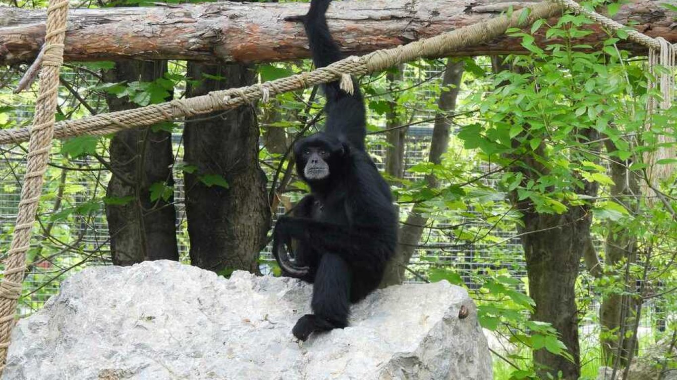 Маймуна и сурикат починаха в столичния зоопарк заради хвърлена храна от посетители