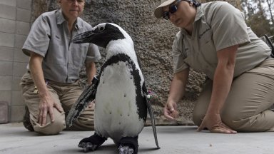 Пингвин се сдоби с ортопедични обувки