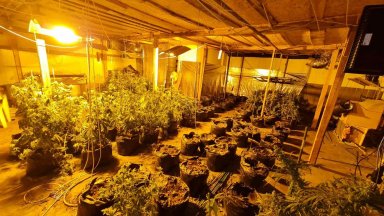 Антимафиоти разбиха високотехнологична оранжерия за отглеждане на канабис на територията