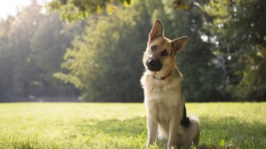 Учени доказаха способността на кучетата да разпознават психологическото състояние на хората
