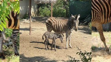 Зебра се роди в Зоологическата градина в София за първи