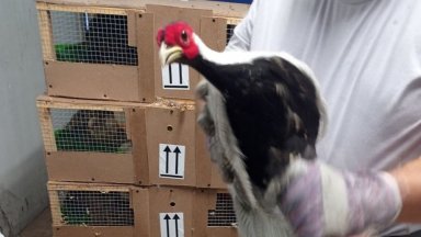 Митнически инспектори от сектор Авиоконтрол в Митница София спасиха шест