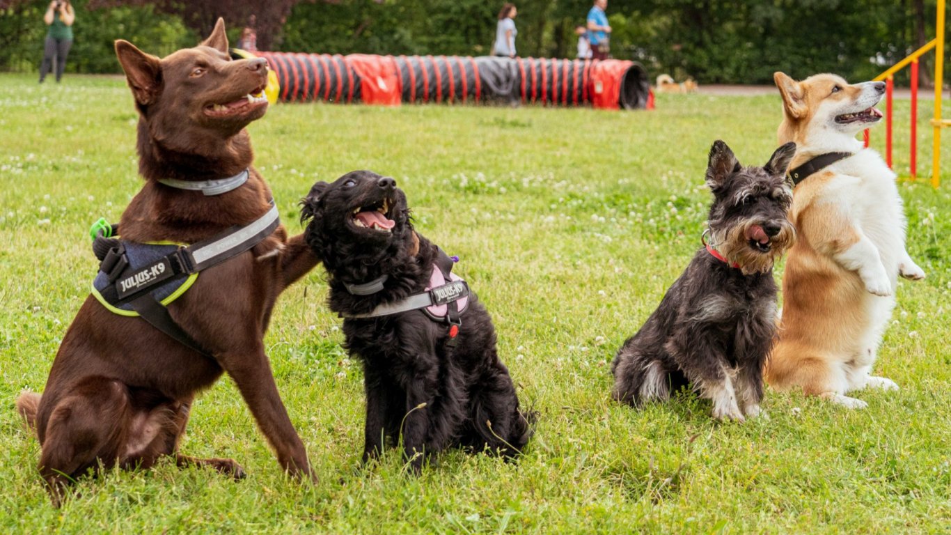 Dog Fest 4 – събитието, в което твоят четириног приятел е главният герой
