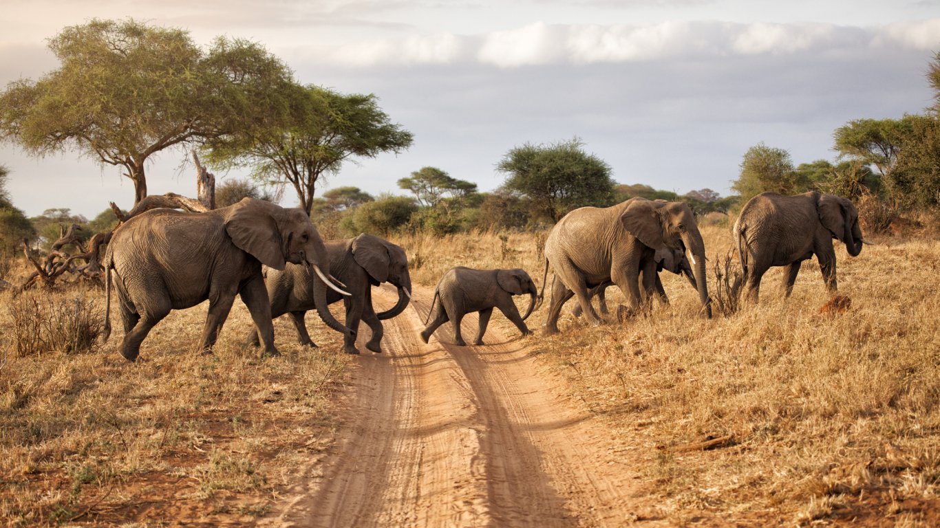 Поне 100 слона са загинали заради суша в Зимбабве