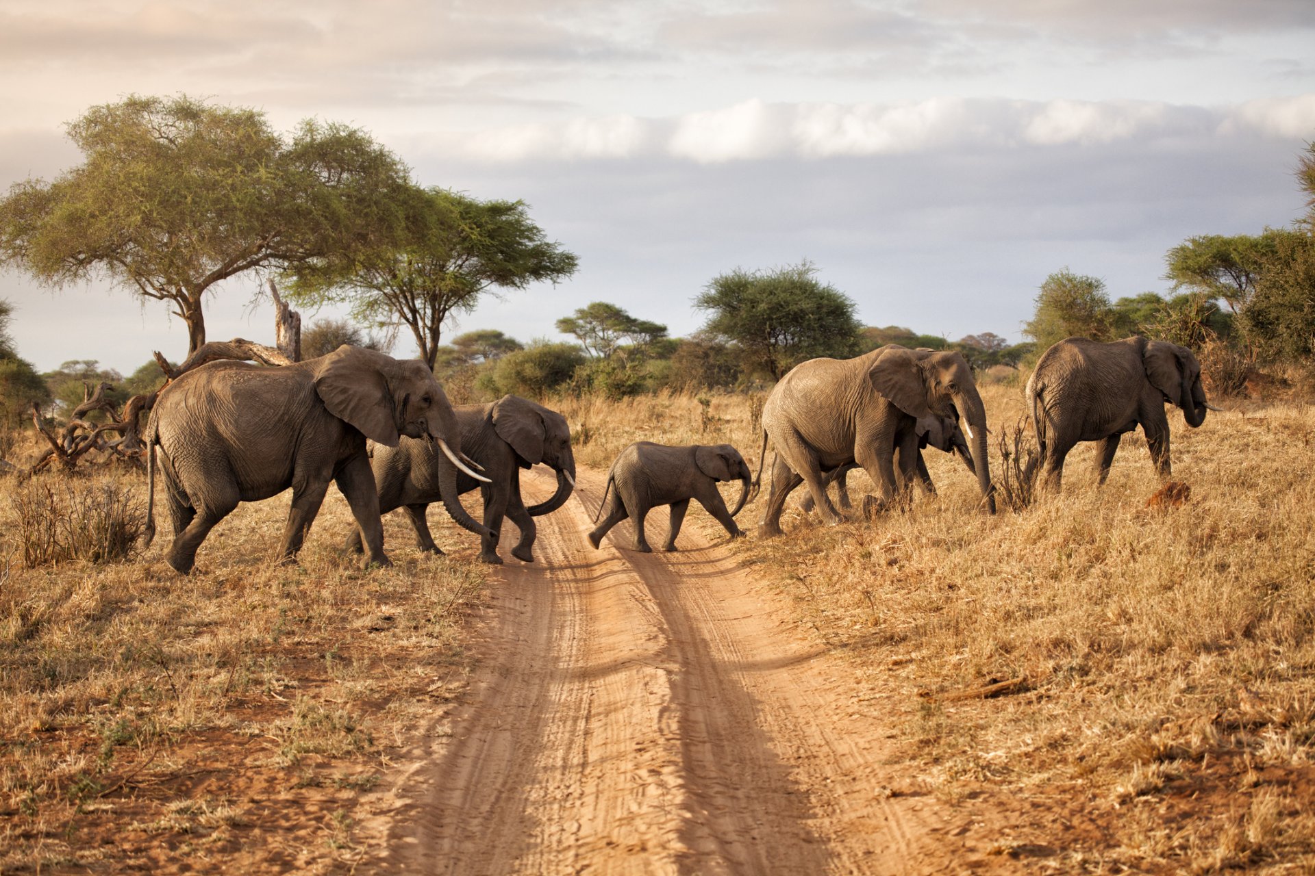 64% от естествените местообитания за азиатските слонове са загубени от 1700 г. насам